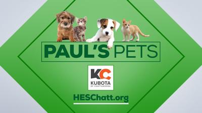 PAUL'S PETS: 'Happy' the dog up for adoption at Humane Educational Society in Chattanooga