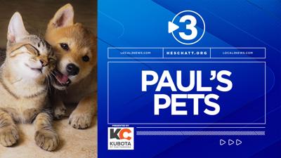 2022 Paul's pets