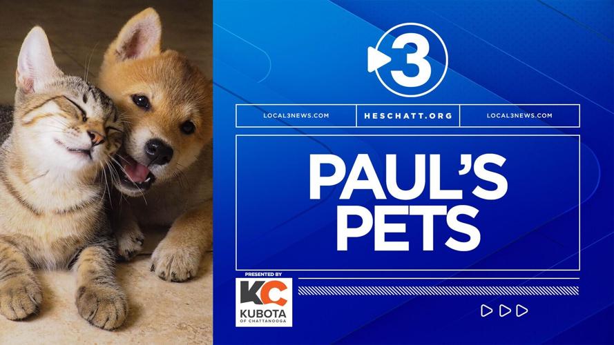 Paul's Pets generic rebrand